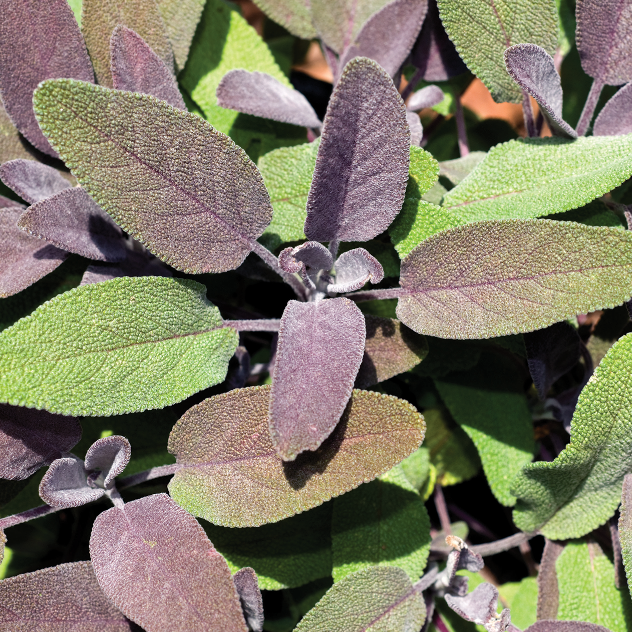 Sauge pourpre - Plant Bio - Croque Paysage
