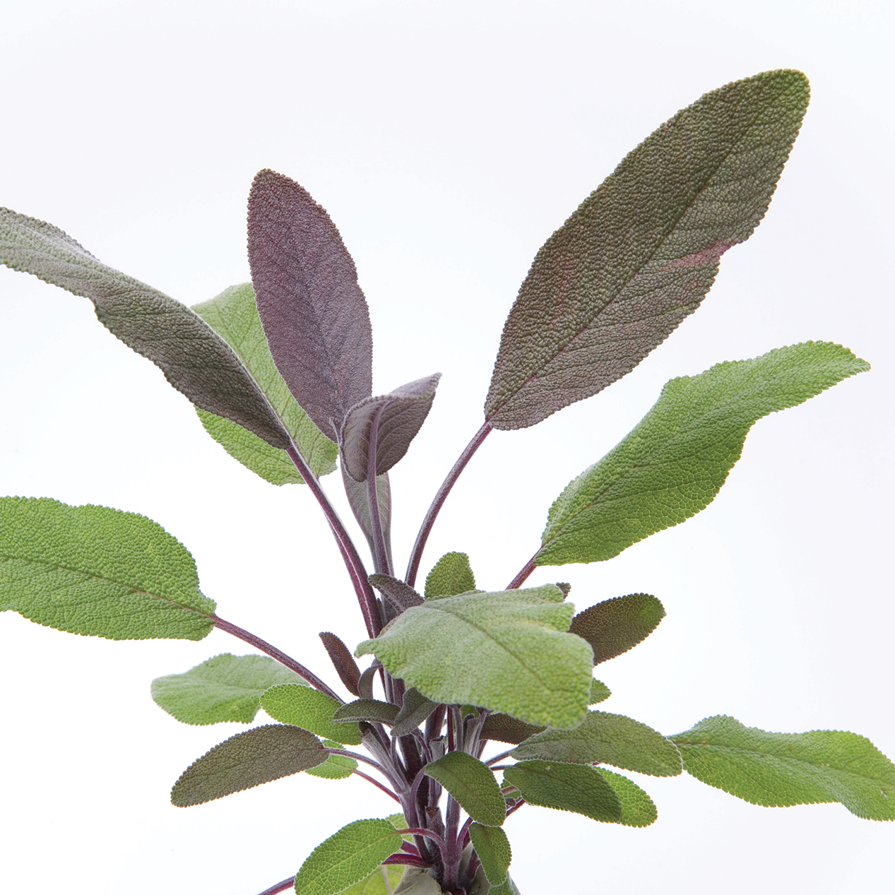 Sauge pourpre - Plant Bio - Croque Paysage