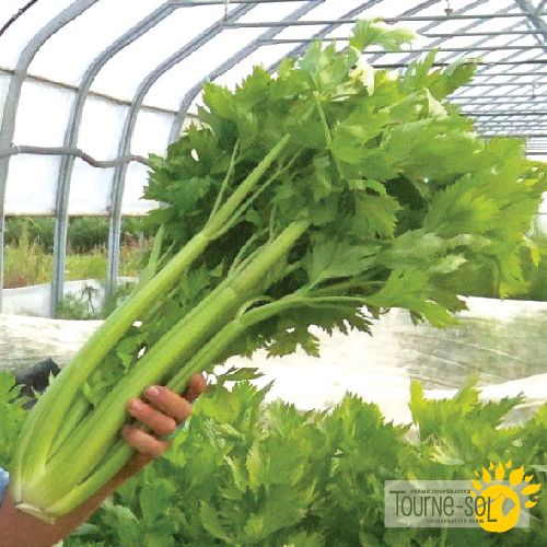 Celeri Ventura Utah - Sachet Bio - La Ferme Coopérative Tournesol