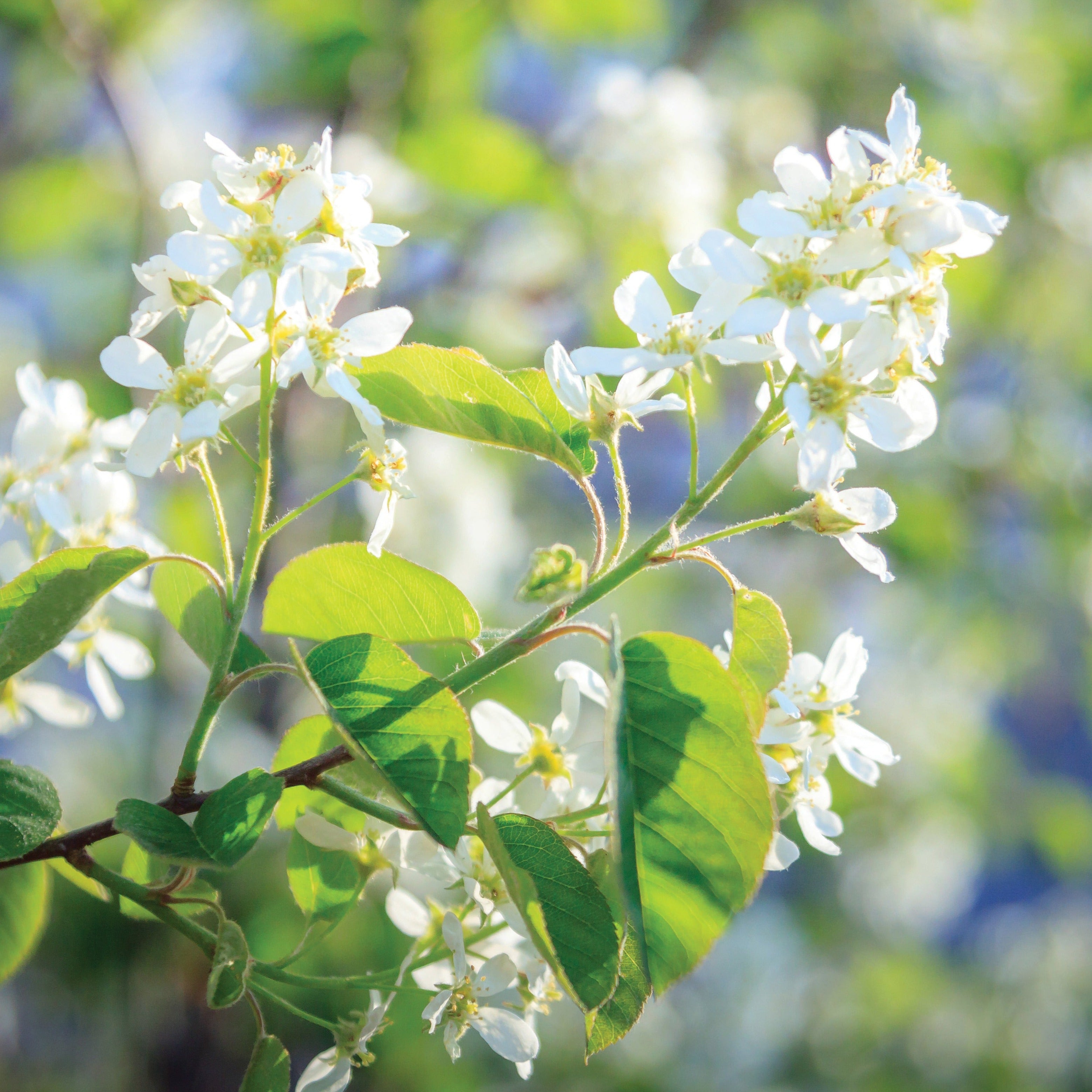 Amelanchier Isaac