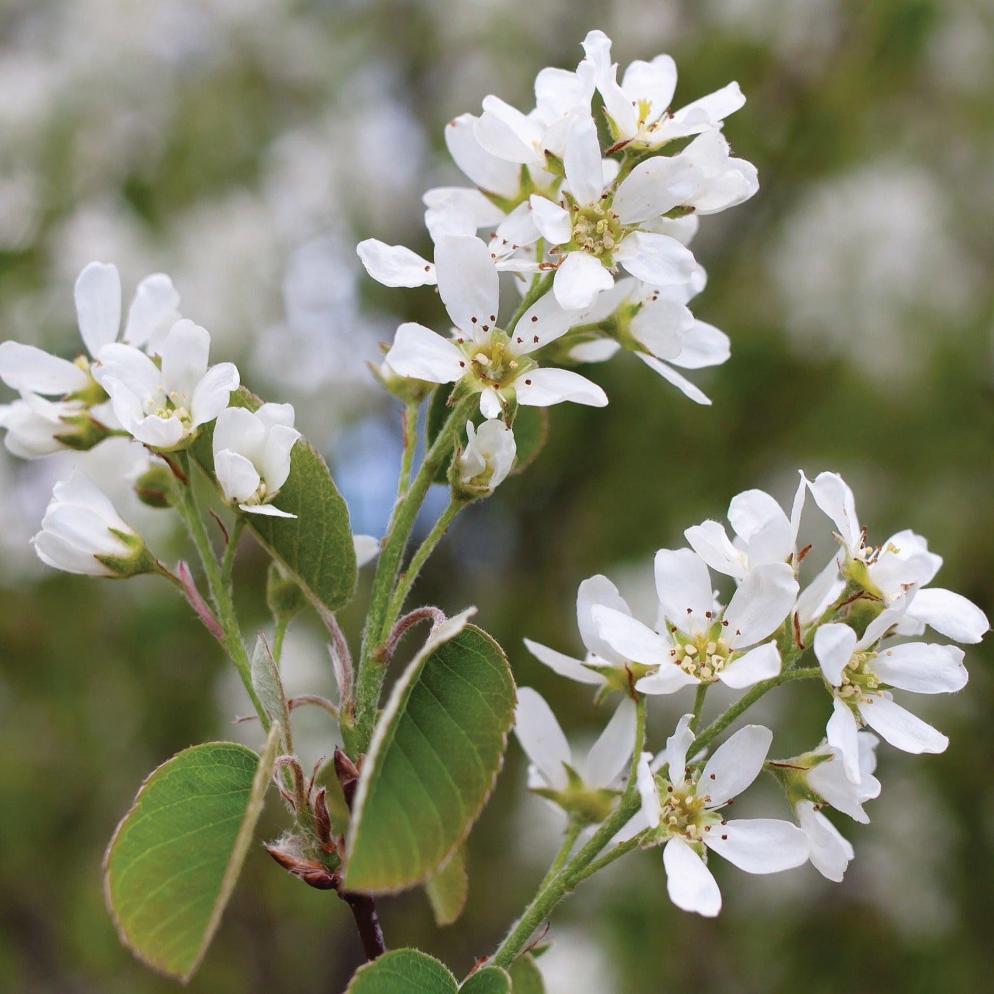 Amelanchier Canadensis