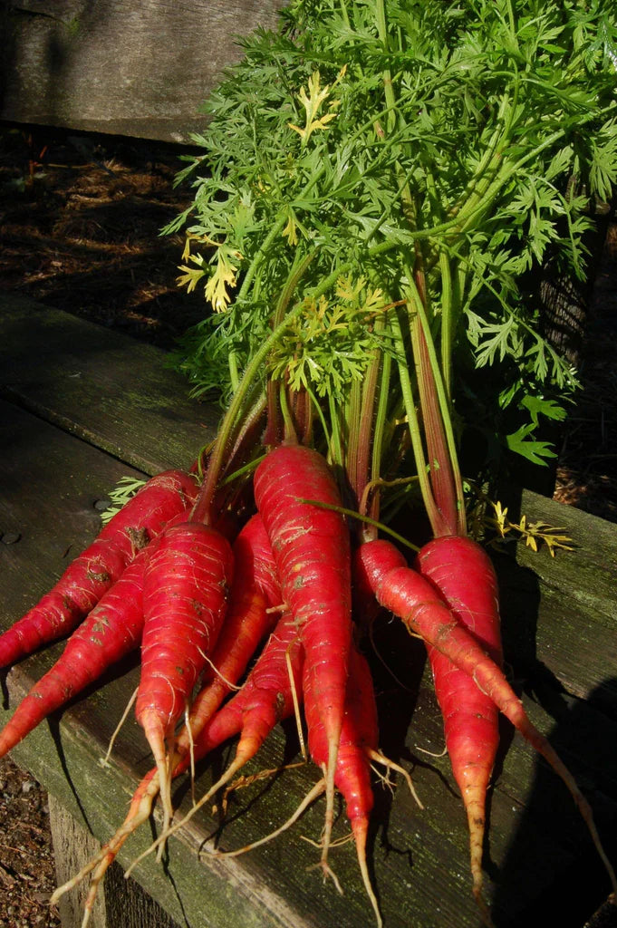 Carotte Dragon - Sachet Bio - Semences du Portage