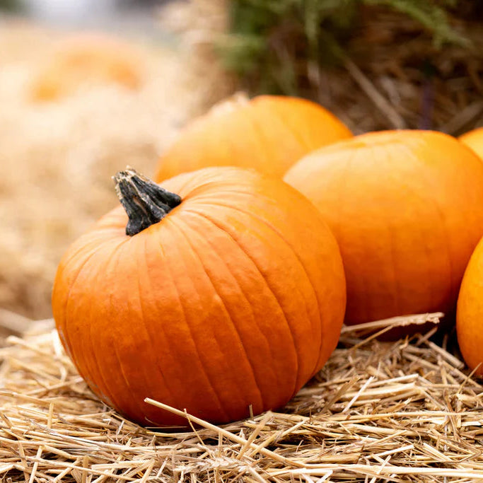 Citrouille Small Sugar - Sachet Bio - Semences du Portage