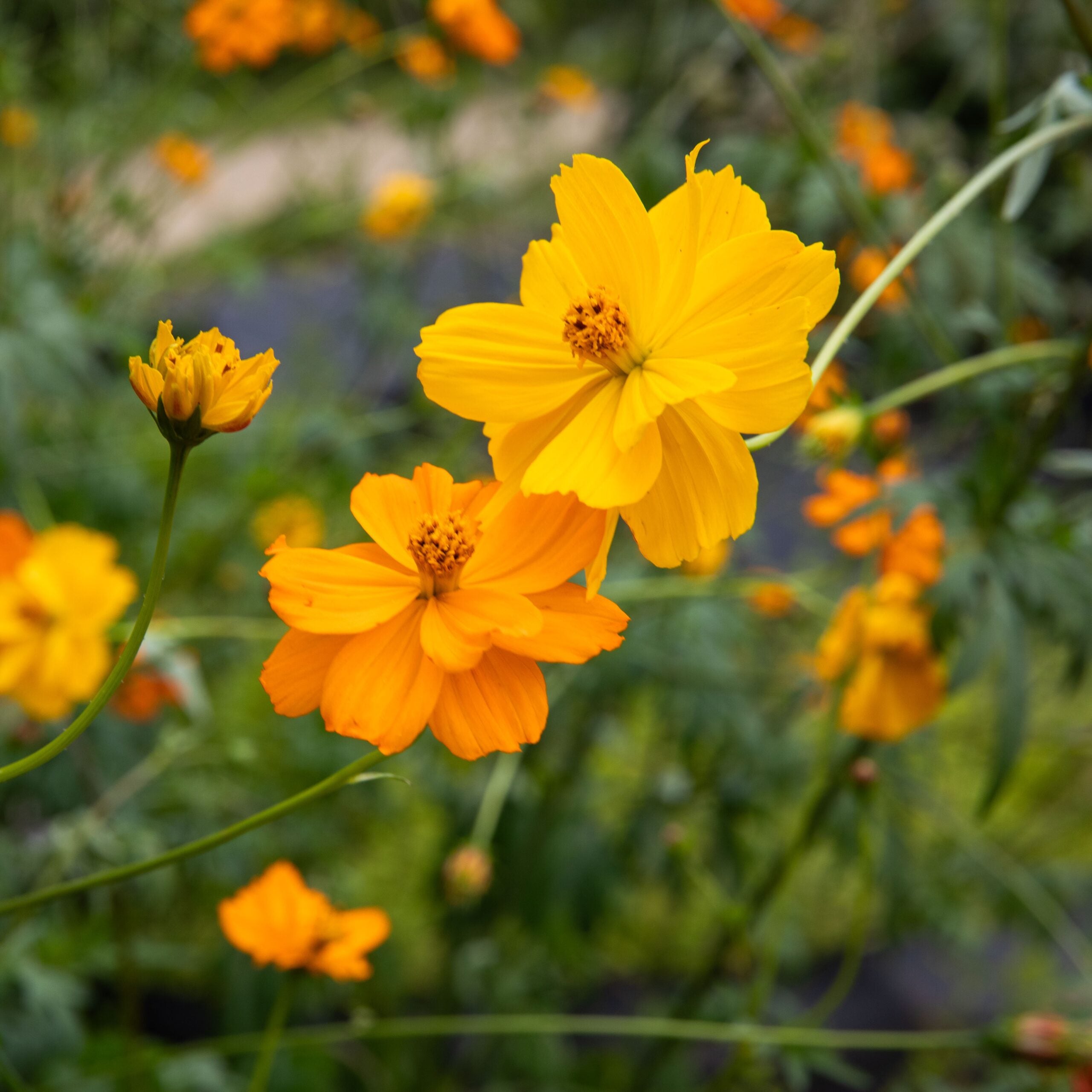 Cosmos Bright Light - Sachet Bio - Les Jardins de l'écoumène