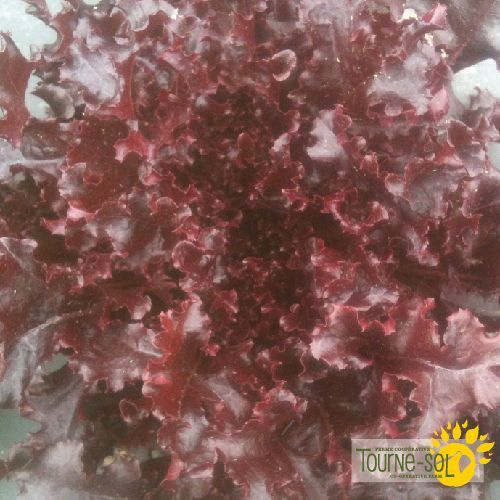 Laitue feuille de chêne red Salad Bowl - Sachet Bio - La Ferme Coopérative Tournesol