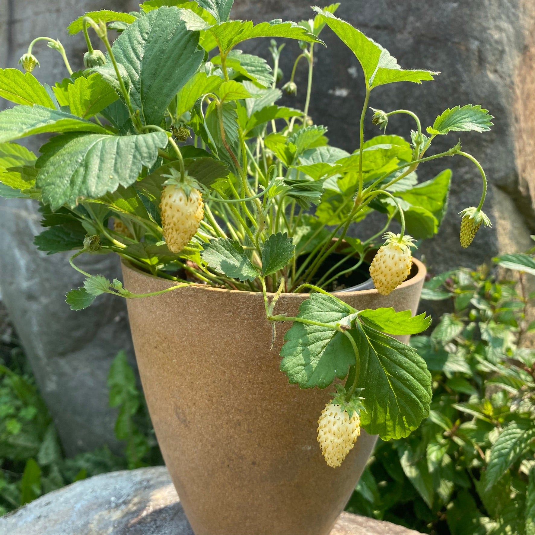 Fraisier alpin Yellow Wonder - Sachet Bio - Les Jardins de l'écoumène