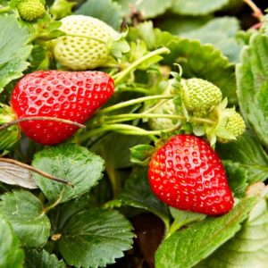 Fraisier Profruit Quatre saisons - Plant Bio - Croque Paysage