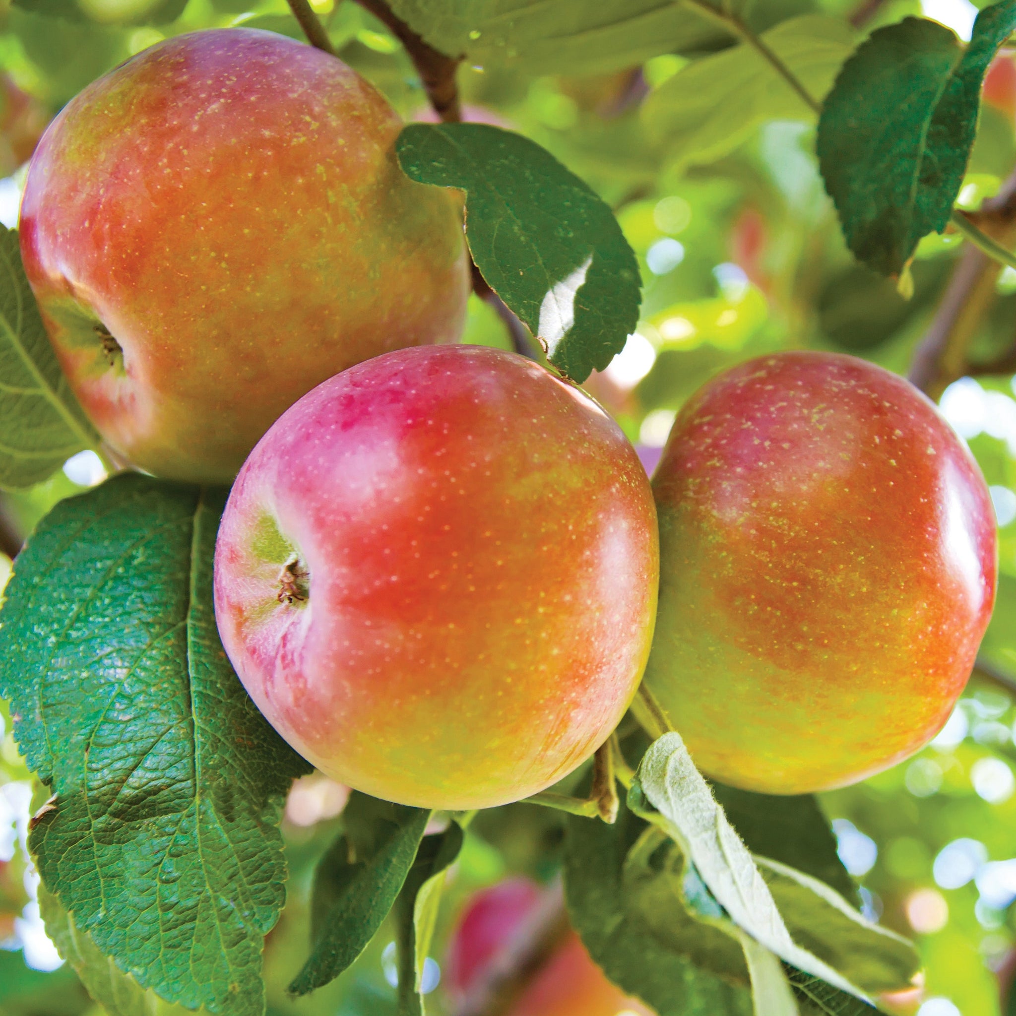 arbre-fruits-en-pot-pommier-goodland-en-pot-croque-paysage