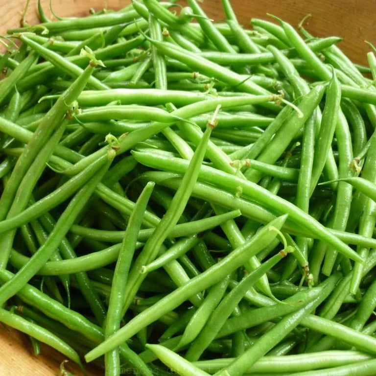Haricot vert extra-fin Green Masai - Sachet Bio - Semences du Portage
