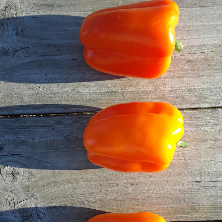 Poivron Gourmet - Sachet Bio - Semences du Portage