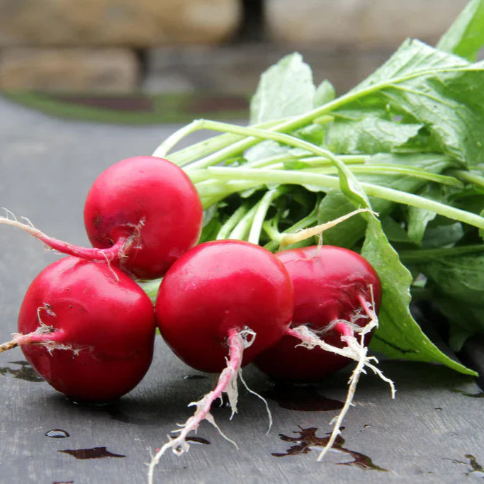 Radis Cherry Belle - Sachet Bio - Semences du Portage