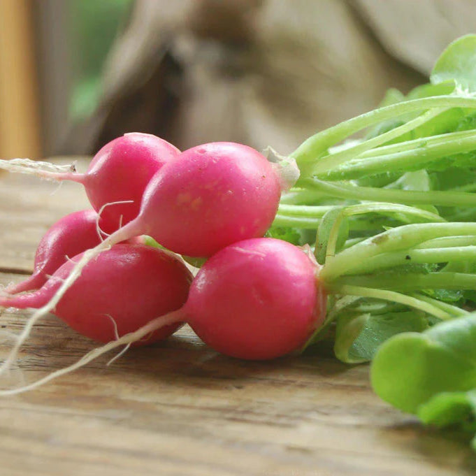Radis Pink Beauty - Sachet Bio - Semences du Portage
