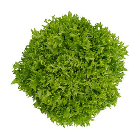 Laitue feuille de chêne Regal Oak - Sachet Bio - La Ferme Coopérative Tournesol