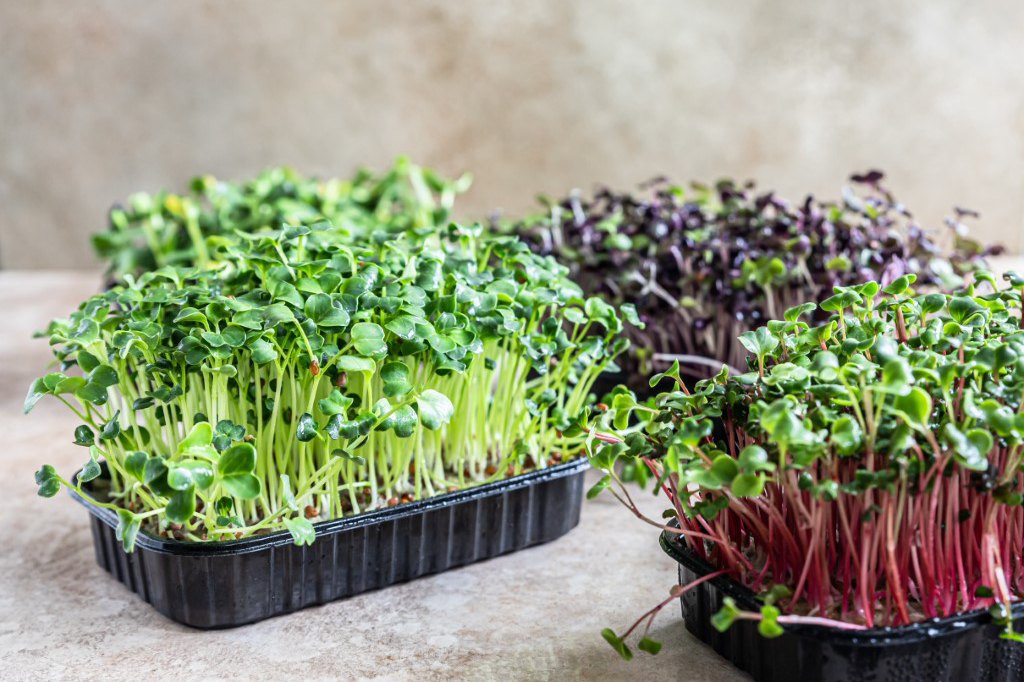Réalisation germinations pousses micro-salades