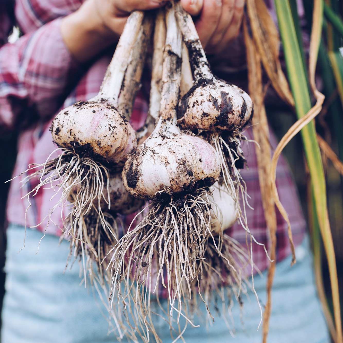 Ail biologique JUMBO (Bulbe) : Variété 'Music'