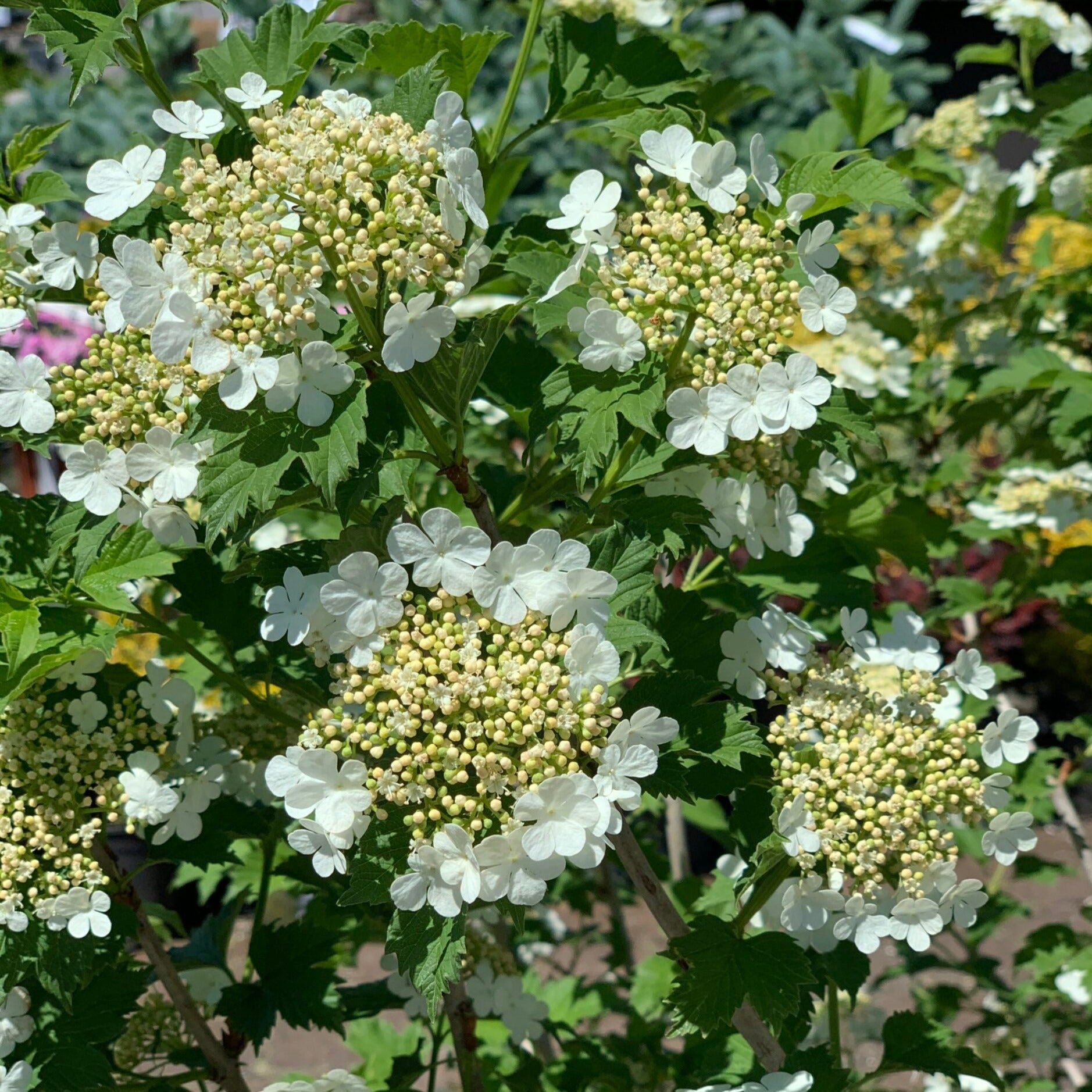 Viorne trilobée Compactum (Pimbina)