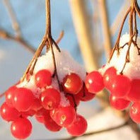 Viorne trilobée Compactum (Pimbina)