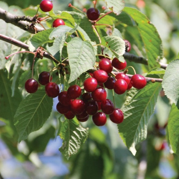 Croque Paysage,Cerisier Evans en pot,arbre à fruits,pépinière plantes comestibles Québec,Laurentides,Val-David
