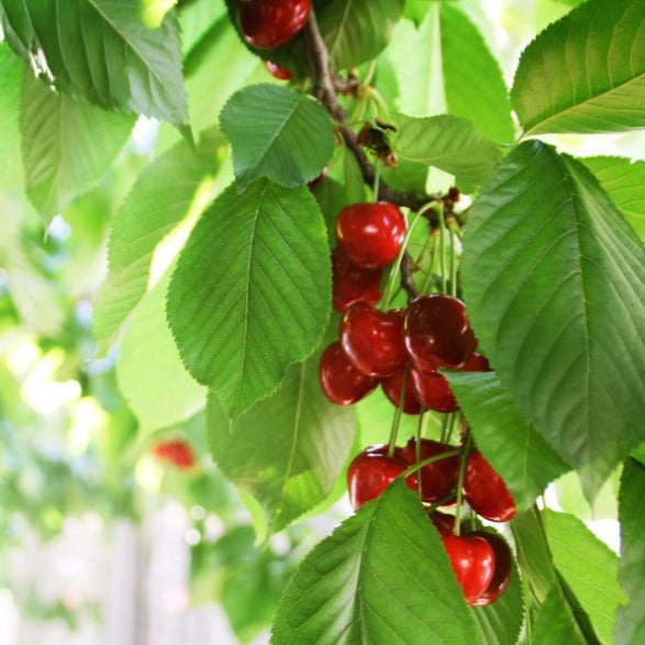 Cerisier Montmorency