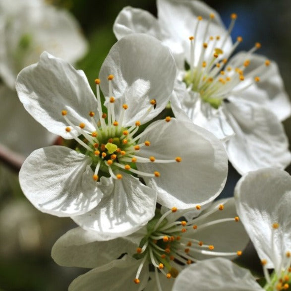 Croque Paysage,Cerisier Montmorency en pot,arbre à fruits,pépinière plantes comestibles Québec,Laurentides,Val-David