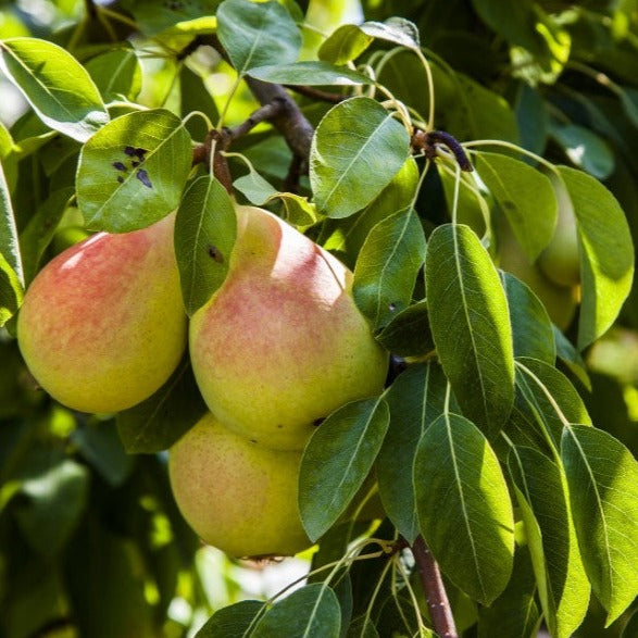 Poirier Beaute Flamande