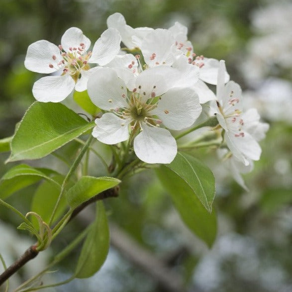 Croque Paysage,Poirier Beaute Flamande en pot,arbre à fruits,pépinière plantes comestibles Québec,Laurentides,Val-David