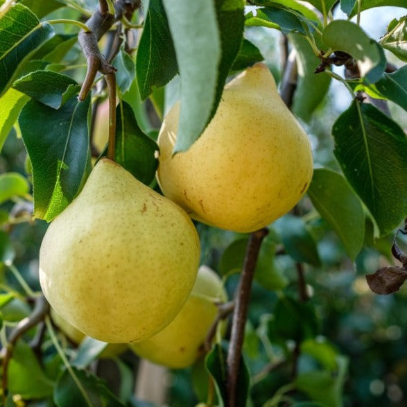 Croque Paysage,Poirier Early Gold en pot,arbre à fruits,pépinière plantes comestibles Québec,Laurentides,Val-David