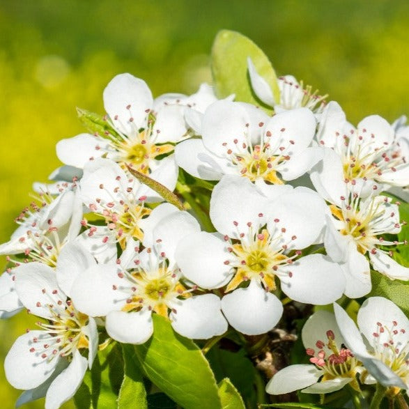 Poirier Golden Spice