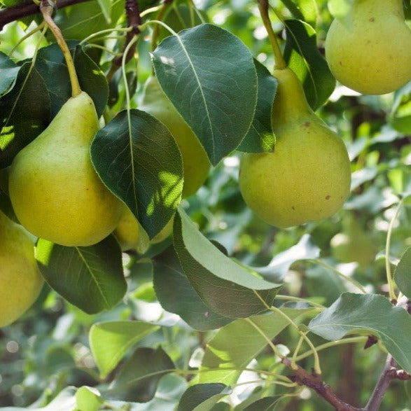 Croque Paysage,Poirier Golden Spice en pot,arbre à fruits,pépinière plantes comestibles Québec,Laurentides,Val-David