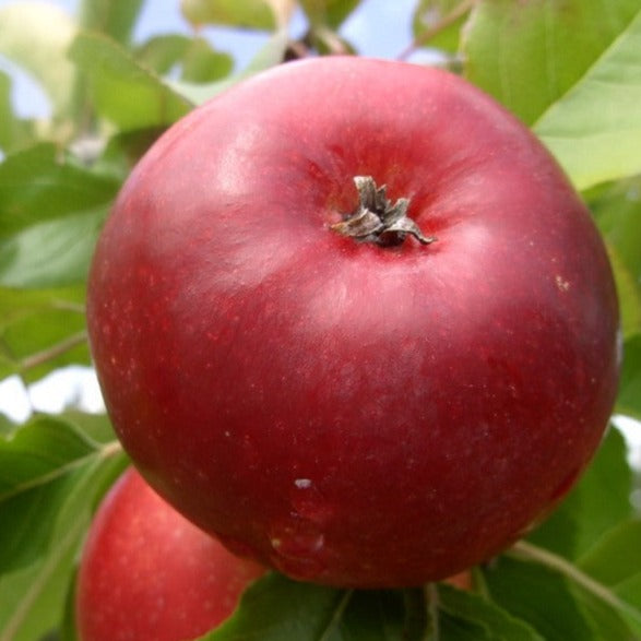 Croque Paysage,Pommier Freedom en pot,arbre à fruits,pépinière plantes comestibles Québec,Laurentides,Val-David