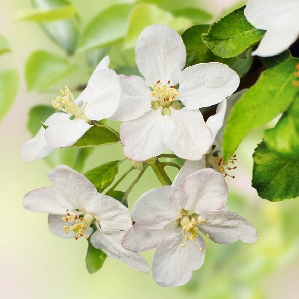 Pommier Jaune Transparente