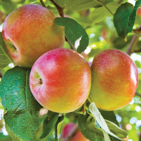 Croque Paysage,Pommier Liberty en pot,arbre à fruits,pépinière plantes comestibles Québec,Laurentides,Val-David