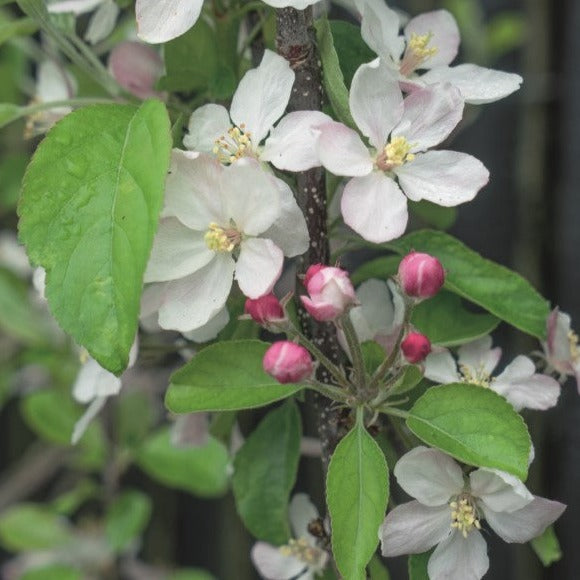 Croque Paysage,Pommier Norland en pot,arbre à fruits,pépinière plantes comestibles Québec,Laurentides,Val-David