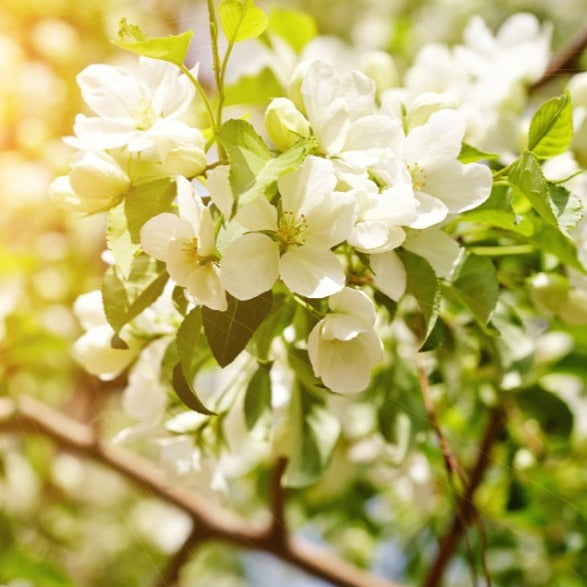 Pommier Northern Spy