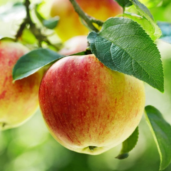 Croque Paysage,Pommier Northern Spy en pot,arbre à fruits,pépinière plantes comestibles Québec,Laurentides,Val-David