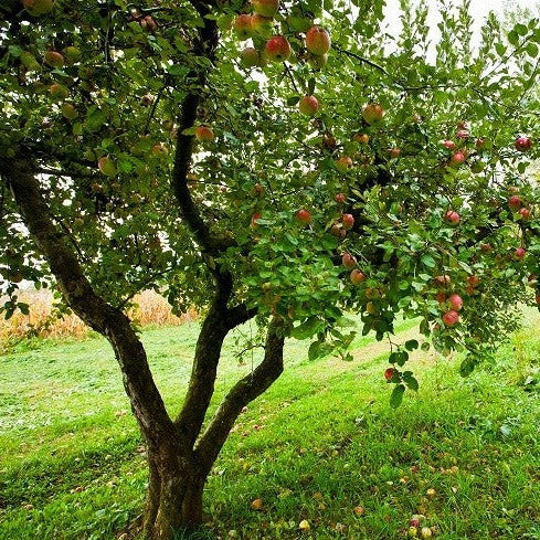 Pommier Prairie Magic