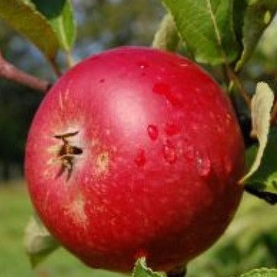 Croque Paysage,Pommier Prairie Magic en pot,arbre à fruits,pépinière plantes comestibles Québec,Laurentides,Val-David