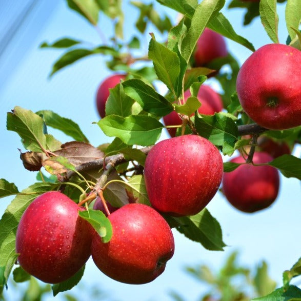 Pommier September Ruby