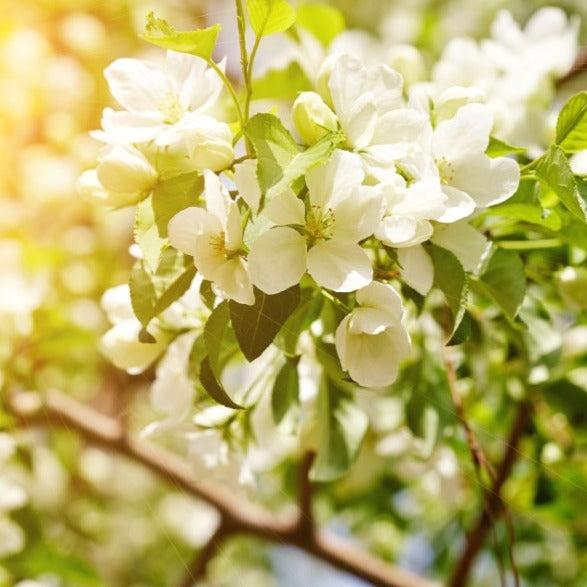Croque Paysage,Pommier September Ruby en pot,arbre à fruits,pépinière plantes comestibles Québec,Laurentides,Val-David