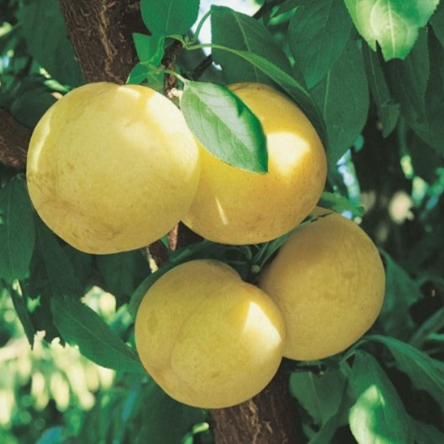 Croque Paysage,Prunier Crescent en pot,arbre à fruits,pépinière plantes comestibles Québec,Laurentides,Val-David