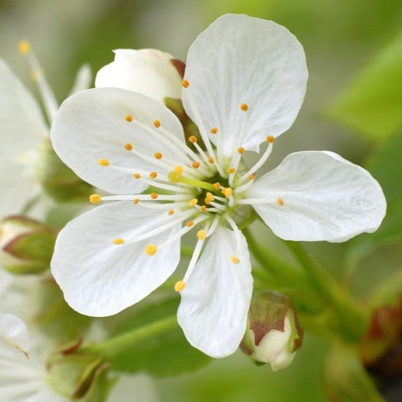 Croque Paysage,Prunier Mont-Royal en pot,arbre à fruits,pépinière plantes comestibles Québec,Laurentides,Val-David