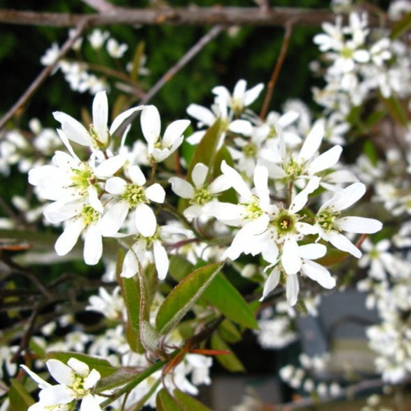 Amelanchier alnifolia