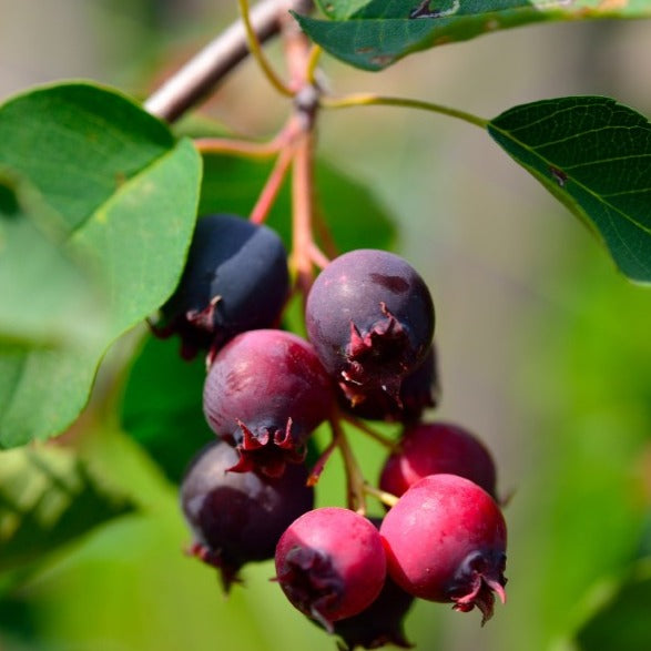 Croque Paysage,Amelanchier alnifolia en pot,arbuste à fruits,pépinière plantes comestibles Québec,Laurentides,Val-David