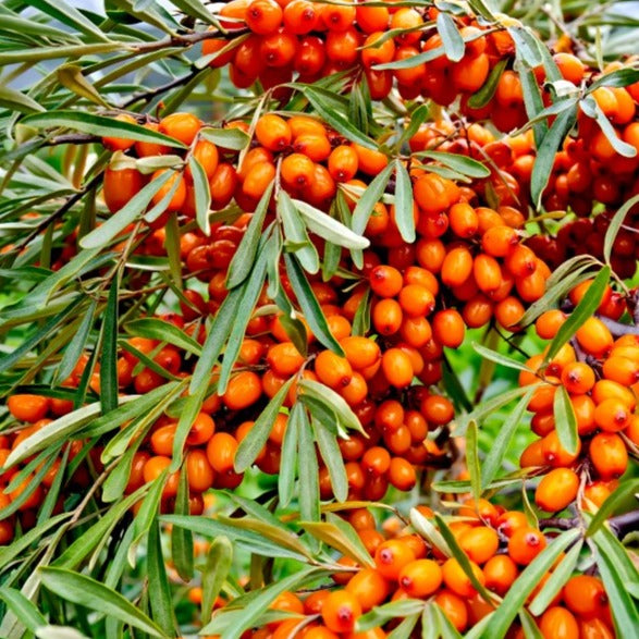 Croque Paysage,Argousier femelle Altaiskaya en pot,arbuste à fruits,pépinière plantes comestibles Québec,Laurentides,Val-David