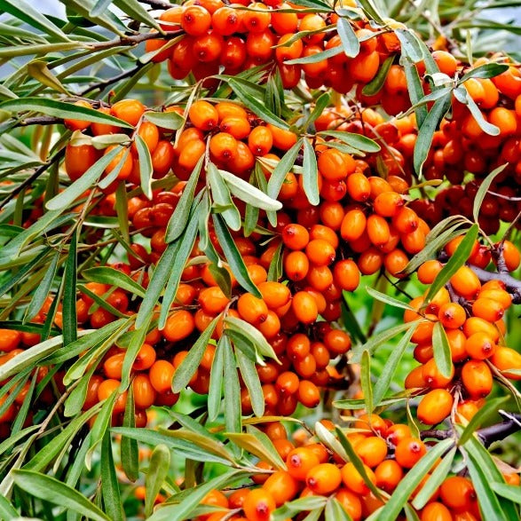 Croque Paysage,Argousier mâle Polmix en pot,arbuste à fruits,pépinière plantes comestibles Québec,Laurentides,Val-David