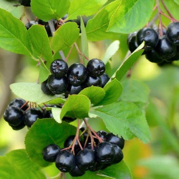 Croque Paysage,Aronie noire en pot,arbuste à fruits,pépinière plantes comestibles Québec,Laurentides,Val-David