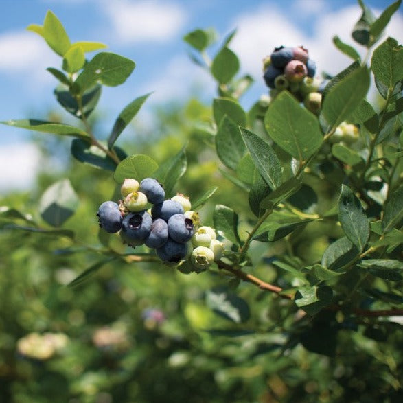 Croque Paysage,Bleuetier Patriot en pot,arbuste à fruits,pépinière plantes comestibles Québec,Laurentides,Val-David