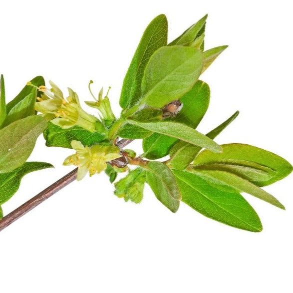 Camerisier Blue Bell