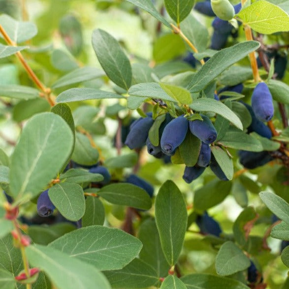 Croque Paysage,Camerisier Boreal Beauty en pot,arbuste à fruits,pépinière plantes comestibles Québec,Laurentides,Val-David