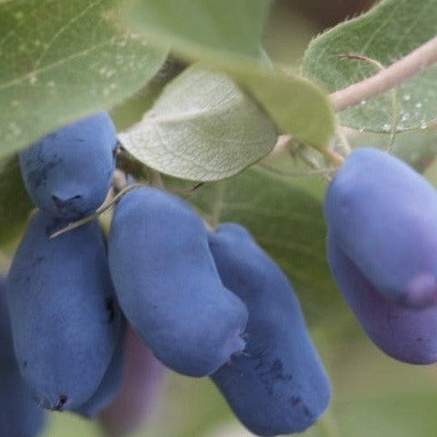 Croque Paysage,Camerisier Borealis en pot,arbuste à fruits,pépinière plantes comestibles Québec,Laurentides,Val-David